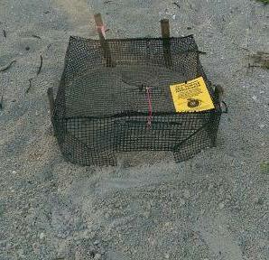 (Left) A Loggerhead Sea Turtle nest has been screened with a restraining cage and has the front opened, facing seaward, during the daytime.