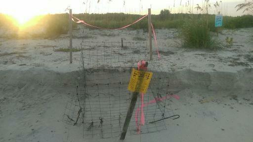 (Left) A Loggerhead sea turtle nest that was washed out by high tides that had a selfreleasing predation cage over it.