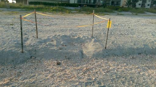 Daily surveys search the beaches for signs of sea turtle nesting activity that results in either a false crawl or a nest.