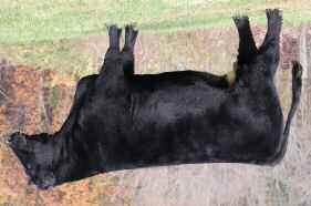 Hummel Cattle Company Lot 15 Snap Chat x Lot 15 Lot 16 MFC SUN SEEKER Female Calved: 2/09/10 16 SIRE: SUN SEEKER DAM: IRISH WHISKEY Bred to calve February 28, 2018 to Here I Am No Exposure