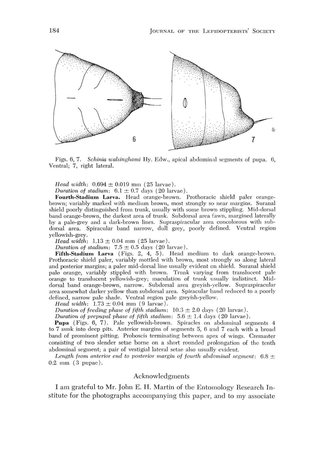 184 JOURNAL OF THE LEPIDOPTERISTS' SOCIETY Figs. 6, 7. Schinia walsinghami Hy. Edw., apical abdominal scgments of pupa. 6, Ventral; 7, right lateral. Head width: 0.694 ± 0.019 mm (2.5 larvae).