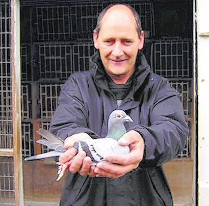 The sire is out of an Ian Axeblue pied cock that John purchased at Blackpool five or six years ago, and the Roland Janssen hen came from a clubmate of John's, Mr Baird, who had a good Roland Janssen