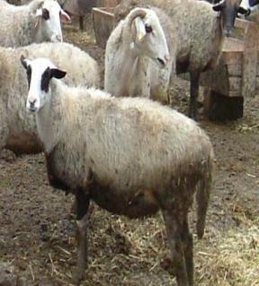 Coat colour of Karagül is commonly black, rarely brown, grey or white. 13% of female and male has (TAGEM 2009). 200 sheep are under protection by two farmers in Tokat (Ertuğrul et al. 2009) 1.2.9. Karakaş is endangered sheep breed (Ertuğrul et al.