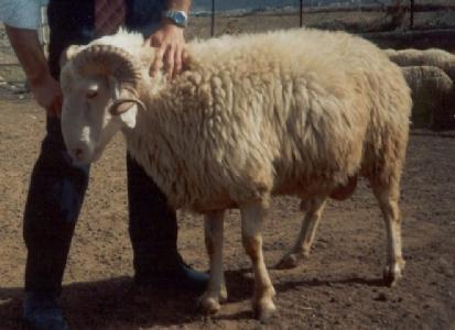 Coat colour is commonly white, rarely gray, grey, brown, or white. Norduz is a meat and milk type breed. Male is ed, and female is 50% polled. It is a fat tail breed.