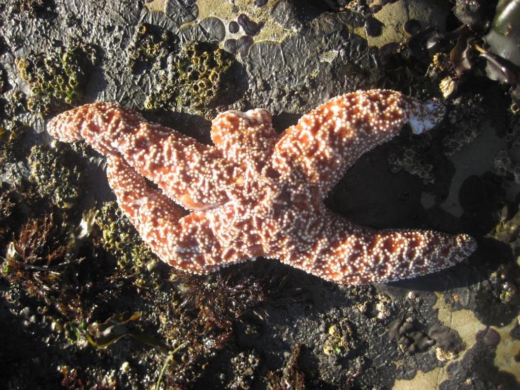 Intertidal Sea Star Protocol Category 3