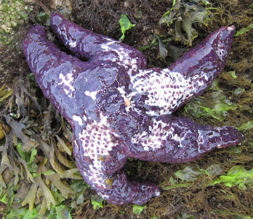 Intertidal Sea Star Protocol
