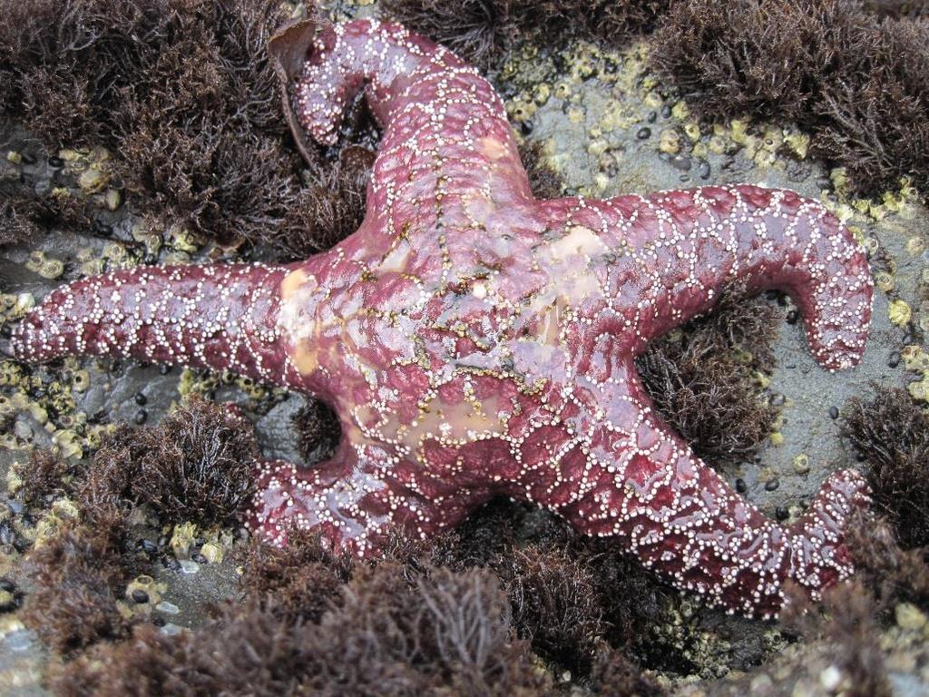 Intertidal Sea Star