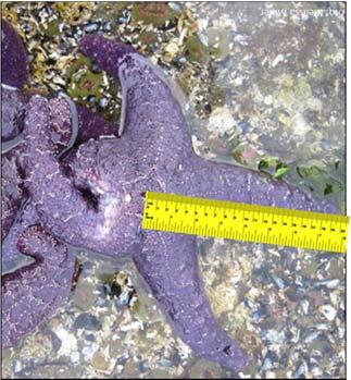Permanent Plots Use datasheet labeled SEA STARS Disease Categories for this approach when >1 plot is established.