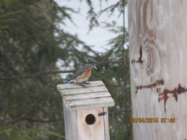 Eastern Bluebird Early Egg Viability Outcomes- A Mini- Study By Penny Brandau and Paula Ziebarth Ask Madame WingNut for this issue of the OBS newsletter is coauthored by two Madame WingNuts: Penny