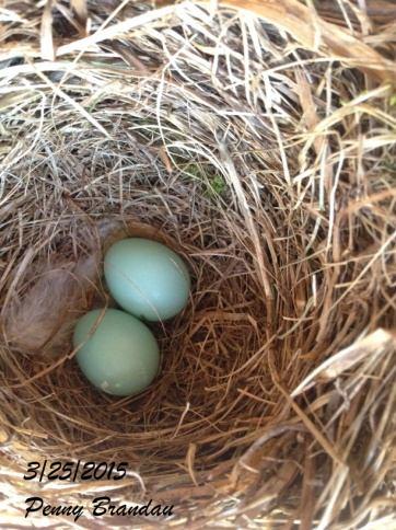 noted 2 bluebird eggs in her nest box.