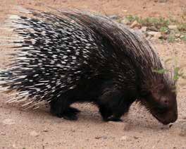 BAHIA HAIRY DWARF PORCUPINE PORCUPINES God's Perfect Pin cushions YOU HAVE PROBABLY SEEN THEM ON CARTOONS OR WILDLIFE SHOWS. MOST PEOPLE RECOGNIZE THEM by their pointy spikes called quills.