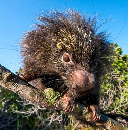 They are found on every continent except Antarctica. Some porcupines, such as the African crested porcupine, can grow to be about three feet long and weigh 60 pounds.