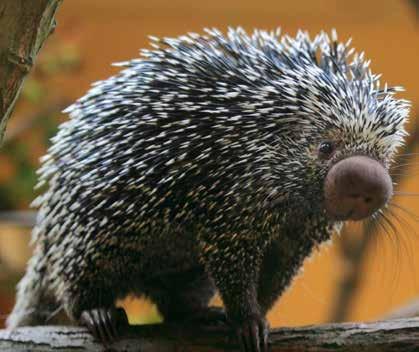 Several porcupines, such as the Brazilian porcupine, have long prehensile tails that they use in the same way monkeys use their tails to wrap around treelimbs and swing upside down.