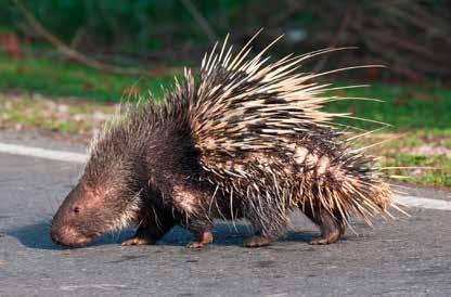 Since porcupines are nocturnal, they need a way to advertise their presence and defenses in the dark.