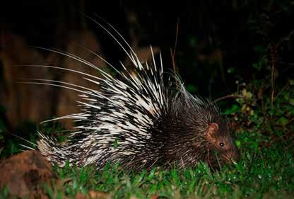 This special paint makes the tips of the quills brighter at night and easier for predators to see.