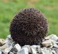 Europeans introduced these animals HEDGEHOG & BABY The Land Urchin ERIC LYONS to that country in the 1800s. Different native species of hedgehogs are found throughout Europe, Africa, and Asia.