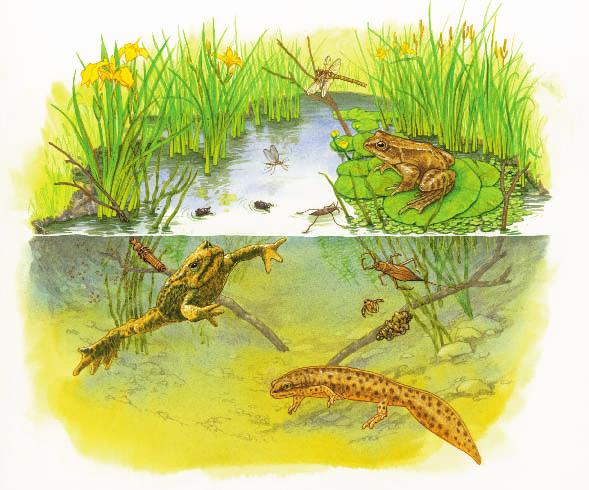 3 Diagram of pond showing the different
