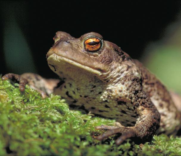 Common toad with its