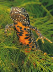 Great crested newt Triturus cristatus The Great crested newt is an impressive amphibian. It may grow to 16 centimetres long and is much bulkier than the other native newts.