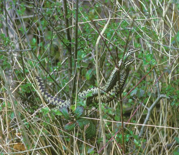 23 Male adders 'dancing' - but this can be