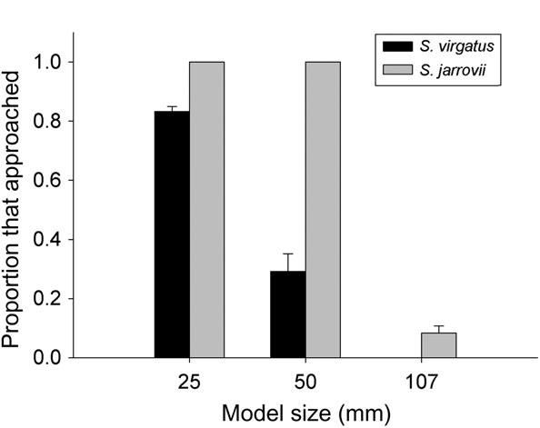 Cooper and Stankowich Body size affects foraging and escape decisions 1281 by S. virgatus than S.