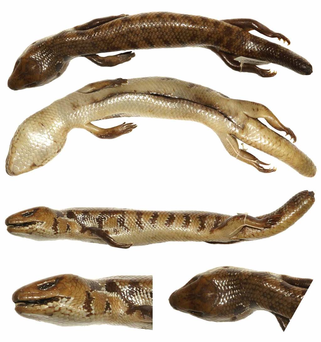 scales moderately keeled with three, sometimes four keels; dorsal tail scales moderately triple keeled to smooth; lateral body scales and tail scales smooth; head distinctly set off from body; size