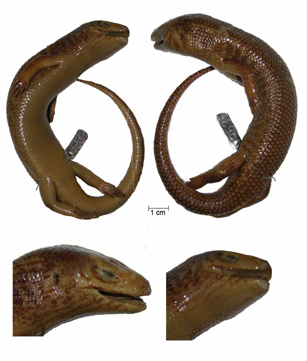 Variation of paratypes: The paratype series agrees in morphology with the given description of the holotype.