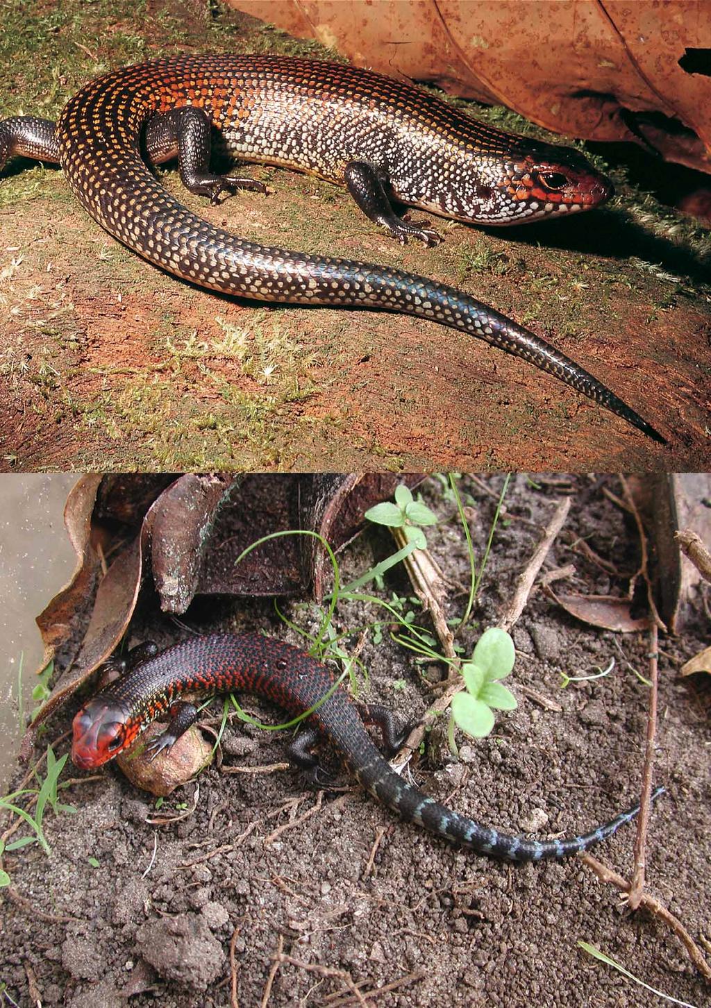L. striatus is white, and only more or less white in L. fernandi, who shows consistently pale red stripes; L. fernandi and L. striatus have a throat speckled with darker spots, L.