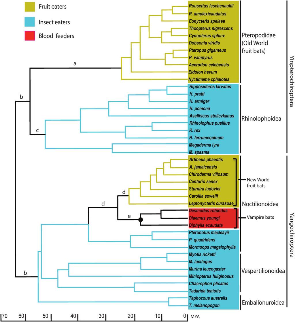 Zhao et al. doi:10.1093/molbev/msq152 FIG. 1.The species tree of the 42 bats studied, with the dietary preferences indicated by various colors.