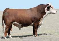 01 20 18 16 28 These embryos are a full sib mating to our high selling bull in our 2017 Bull Sale to Burns Farms and Langford Herefords.