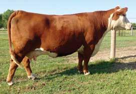 This Dam of Distinction is gorgeous uddered, flawless structured and quite simply the right type and kind. 4641 progeny, when sold, have commanded $20,000.