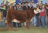 RJL LCC Miss Poker Face 5C ET 17A Choice of 17A or 17B Here s a tremendous opportunity to acquire sexed heifer embryos out of last year s National Champion Polled Female.