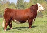 bull last spring. The B lot is sired by a many-time champion bull this past fall who is impeccable from a phenotype standpoint and should cross with Poker Face and make dynamite.