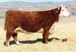 06 22 17 17 31 Selling full sib embryos to the great AI sires Red Bull, Sure Bet and Manhattan as well as halfsibs to Stud. This mating is jam packed with performance across the board.