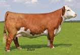 His dam, the proven Cooper 055X donor, has produced over $300,000 in progeny, including the breed changer, CL 1 Domino 215Z and Holden s CL 1 Domino 5110C.