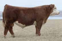 88X needs no introduction with 2,790 progeny, he is a Hereford 11-trait leader that excels in producing equally as good bulls as females.