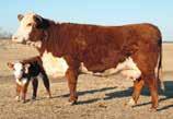 09 14 13 11 26 Prairie Berry is our young donor that is a flush sister to Full Throttle. Her first calf crop produced a South Dakota State Fair Champion and $25,000 high seller.