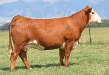 SR CCC Ladysport 2205 Z The power cow! Her three sons averaged $35,000 in the 2017 Churchill Bull Sale.
