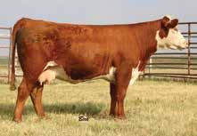 Her first bull calf was 804 lb. at 205-days and will be a major herd bull! Churchill Lady 350A Sensation out of one of the best L1 families.
