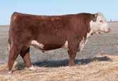 year. She s homozygous polled and goes back to a tremendous Dam of Distinction.
