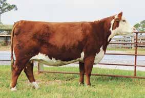 This prolific donor has produced two power herd bulls, Walker Author X51 W19 322 who commanded $32,000 for ½ interest by Drummond Mine Ranch.