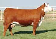 Belle Air semen packages were sold to approximately 60 registered Hereford ranches in 2016 as part of Barber s Holiday Lights Sale and no semen has been offered by the owners for 2017.