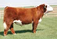 7172 s most popular son is Sooner On Sooner who was cataloged as Barber Ranch s consignment for the Mile High Night Sale in Denver last year, but did not make the trip due to sickness.
