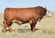 This cow is a picture-perfect Hereford female and she produces the same.