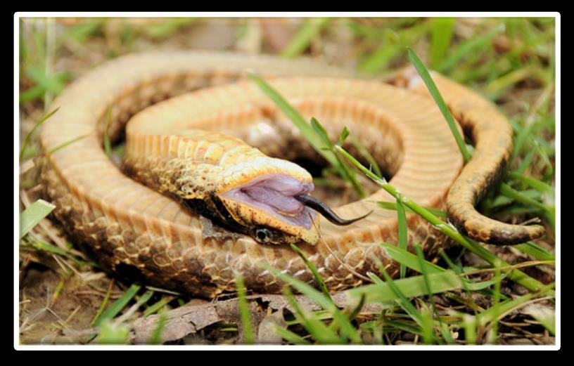 Eastern Hognose Snake playing dead 42 Hognoses Hognoses snakes will play dead by rolling over to deter predators from eating them.
