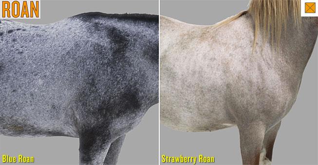Example: Black horse x white horse = roan