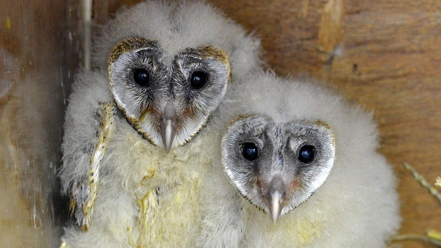 South African owl activists fly in face of superstition By Robyn Dixon, Los Angeles Times on 08.21.