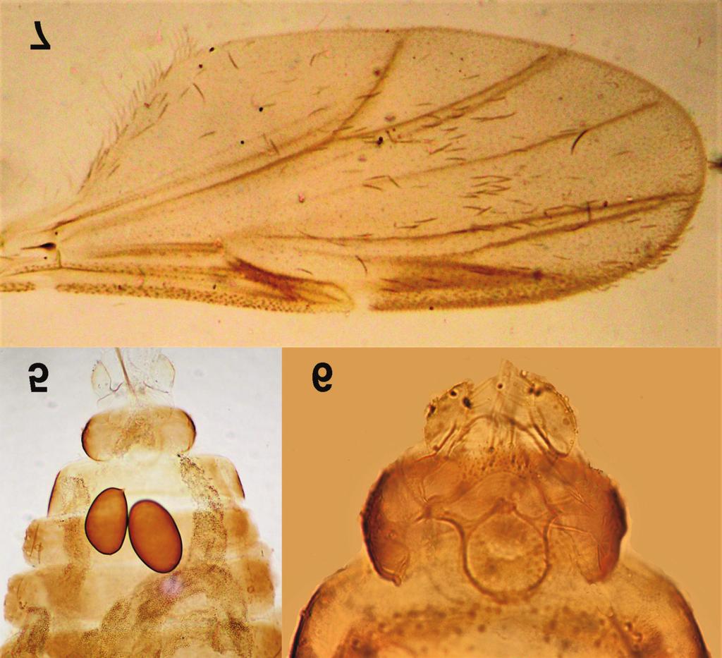 HBS records for 2016 33 Figures 5 7. Forcipomyia (Forcipomyia) biannulata. 5. apex of female abdomen and spermathecae, ventral view. 6.
