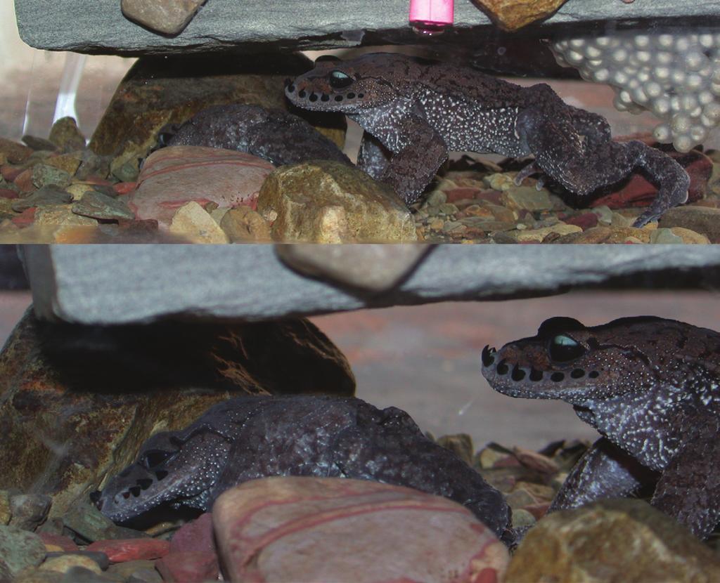 208 Asian Herpetological Research Vol. 2 Figure 5 Submissive posture of Leptobrachium boringii adopted by an intruder male (left) in the nest, which was occupied by a resident male (right).