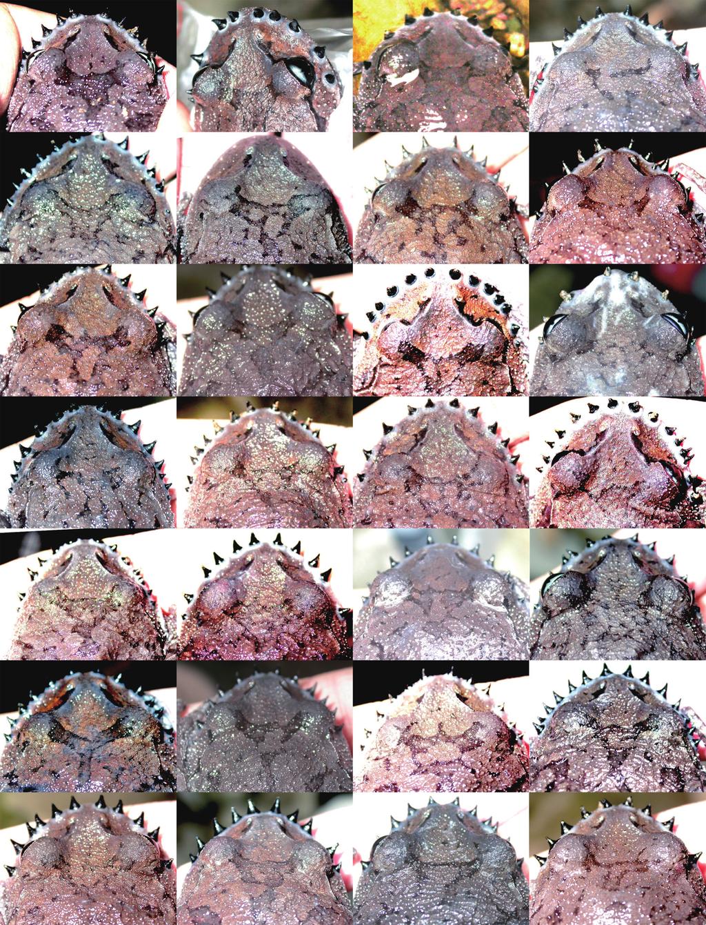 202 Asian Herpetological Research Vol. 2 Figure 2 Individual-specific markings on top of the head of all 28 individuals recorded in 2009 at Site Emei. (Figure 3).